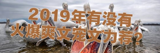 2019年有没有\火爆爽文宠文力荐？